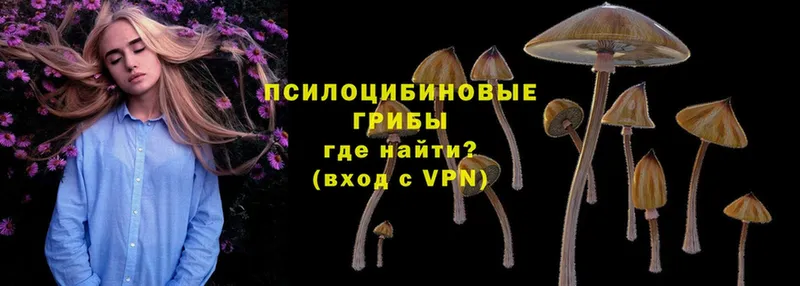 закладки  Жигулёвск  Псилоцибиновые грибы Cubensis 