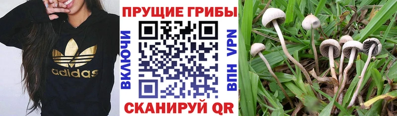 Галлюциногенные грибы Magic Shrooms  где найти наркотики  Жигулёвск 